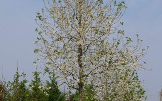 Halesia monticola 175–200 cm