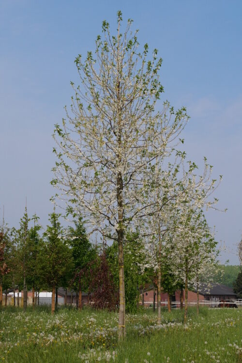 Halesia monticola 175–200 cm - Obrázek 1
