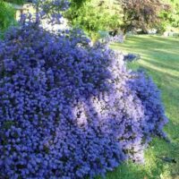 Ceanothus 'Blue Sapphire', 20–30 cm