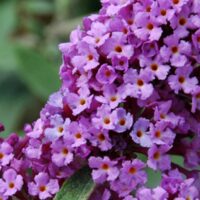 Buddleja dav. Flutterby 'Lavander'® 30–40 cm