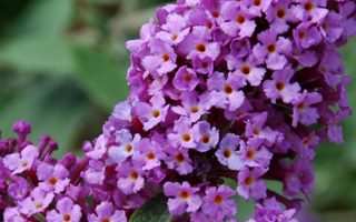 Buddleja dav. Flutterby 'Lavander'® 30–40 cm