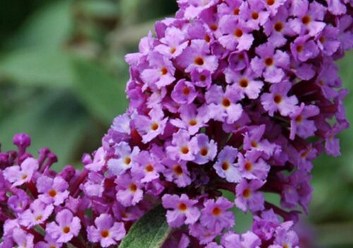Buddleja dav. Flutterby 'Lavander'® 30–40 cm - Obrázek 1