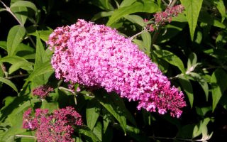 Buddleja dav. 'Pink Delight' 20–30 cm