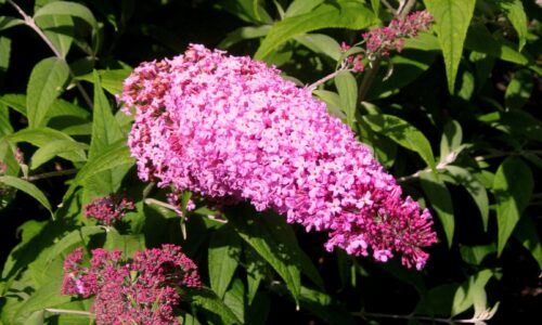 Buddleja dav. 'Pink Delight' 20–30 cm - Obrázek 1