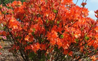 Azalea (M) ´Koster´s Brilliant Red' 30–40 cm