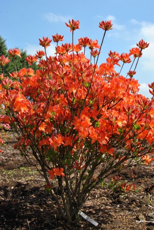 Azalea (M) ´Koster´s Brilliant Red' 30–40 cm - Image 1