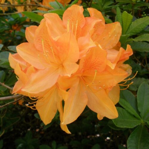 Azalea (M) 'Kon. Emma' 30–40 cm - Image 1