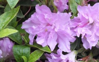 Azalea (J) 'Elsie Lee' 60 KM