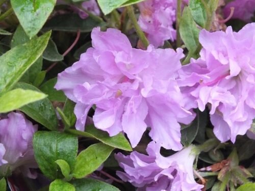Azalea (J) 'Elsie Lee' 60 KM - Image 1