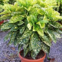Aucuba jap. 'Crotonifolia' 20–30 cm