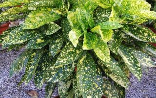 Aucuba jap. 'Crotonifolia' 20–30 cm