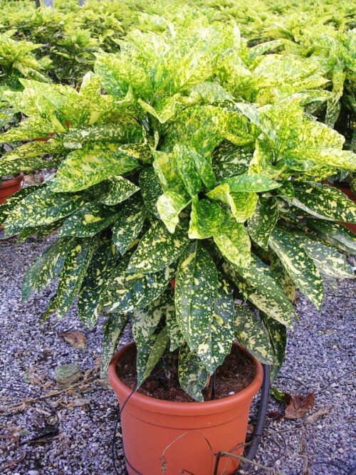 Aucuba jap. 'Crotonifolia' 20–30 cm - Image 1