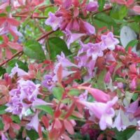 Abelia parviflora 'Bumble Bees' 25–30 cm