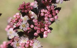 Physocarpus opulifolius 'Tiny Wine'® 25–30 cm
