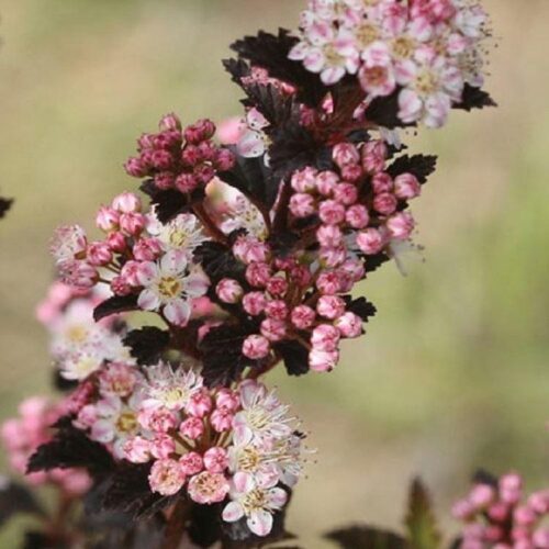 Physocarpus opulifolius 'Tiny Wine'® 25–30 cm - Obrázek 1
