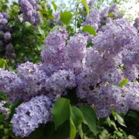 Syringa vulg. 'Katherine Havemeyer' 60–80 cm