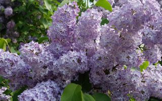 Syringa vulg. 'Katherine Havemeyer' 60–80 cm