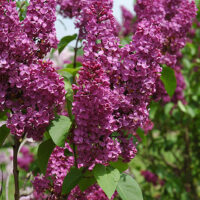 Syringa vulg. 'And. an Ludwig Spaeth.' 120 KM