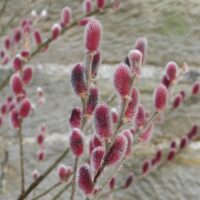Salix gracil. 'Mount Aso'