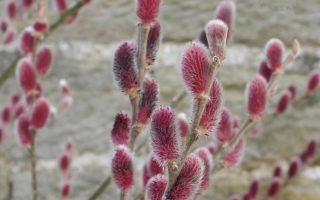 Salix gracil. 'Mount Aso'