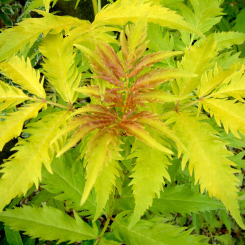 Sambucus racemosa 'Plumosa Aurea' 40–50 cm - Obrázek 1