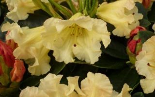 Rhododendron 'Saffrano'