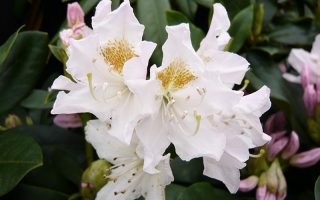 Rhododendron (T) 'Cunningh. White' 30 cm
