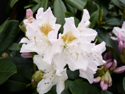 Rhododendron (T) 'Cunningh. White' 30 cm - Obrázek 1