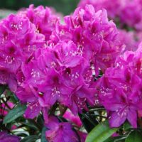 Rhododendron (T) 'Anah Kruschke' 30–40 cm