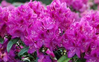 Rhododendron (T) 'Anah Kruschke' 30–40 cm