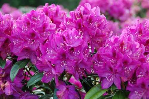 Rhododendron (T) 'Anah Kruschke' 30–40 cm - Obrázek 1