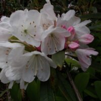 Rhododendron 'Annae' 30–40 cm