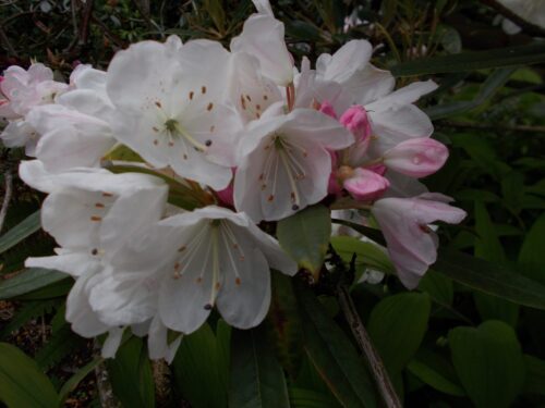 Rhododendron 'Annae' 30–40 cm - Obrázek 1