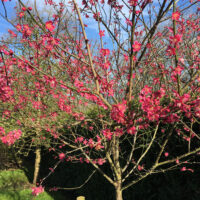 Prunus mume 'Beni–shi–dori' 100 KM