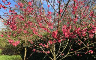 Prunus mume 'Beni–shi–dori' 100 KM