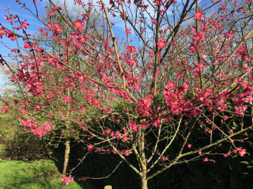 Prunus mume 'Beni–shi–dori' 100 KM - Obrázek 1