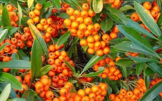 Pyracantha 'Teton' 20–30 cm