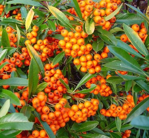 Pyracantha 'Teton' 20–30 cm - Obrázek 1