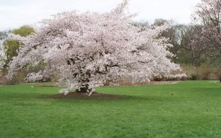 Prunus 'Hally Jolivette' 120 KM
