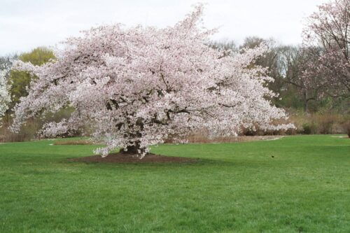 Prunus 'Hally Jolivette' 120 KM - Image 1