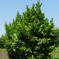 Prunus laur. 'Rotundifolia' 40–50 cm
