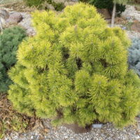 Pinus mugo 'Zundert' 30–40 cm