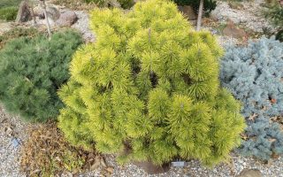 Pinus mugo 'Zundert' 30–40 cm