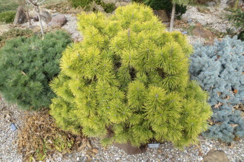 Pinus mugo 'Zundert' 30–40 cm - Obrázek 1