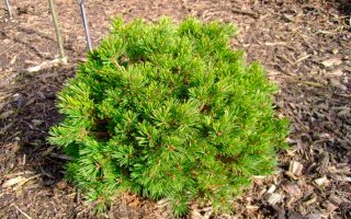 Pinus parviflora 'Kiomatsu' 20–30 cm