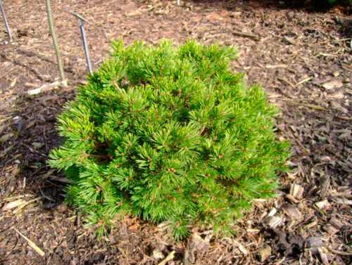 Pinus parviflora 'Kiomatsu' 20–30 cm - Image 1