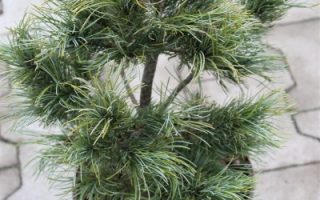 Pinus parviflora 'Schoon's Bonsai' 30–40 cm