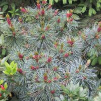 Pinus pumila 'Glauca' 40–60 cm