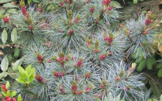 Pinus pumila 'Glauca' 40–60 cm