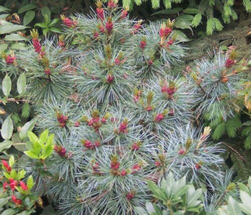 Pinus pumila 'Glauca' 40–60 cm - Image 1